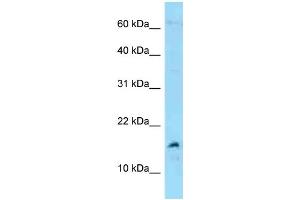 Image no. 1 for anti-Midkine (Neurite Growth-Promoting Factor 2) (MDK) (C-Term) antibody (ABIN2789494)
