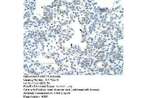 Image no. 1 for anti-Homeobox C10 (HOXC10) (N-Term) antibody (ABIN2781021)