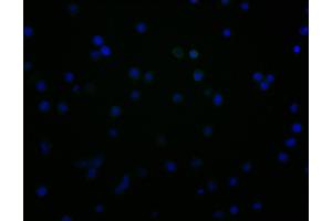 CD48 anticorps  (AA 27-220)