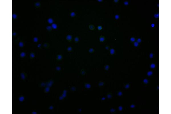 CD48 anticorps  (AA 27-220)