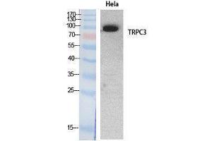 Image no. 1 for anti-Transient Receptor Potential Cation Channel, Subfamily C, Member 3 (TRPC3) (Internal Region) antibody (ABIN3187992)