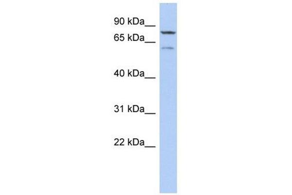 anti-Oxidative Stress Induced Growth Inhibitor 1 (OSGIN1) (N-Term) antibody