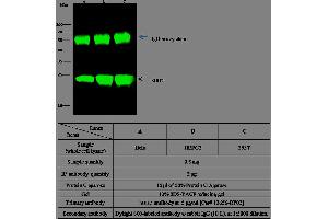 Image no. 4 for anti-Superoxide Dismutase 2, Mitochondrial (SOD2) (AA 25-222) antibody (ABIN1999819)