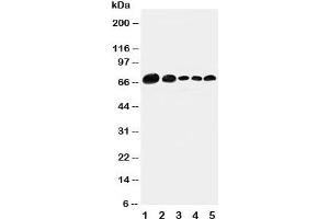 Image no. 4 for anti-Paxillin (PXN) (AA 456-472) antibody (ABIN3032168)