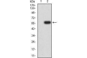 Image no. 1 for anti-Natural Cytotoxicity Triggering Receptor 1 (NCR1) (AA 22-258) antibody (ABIN5684115)