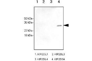 Image no. 1 for anti-Killer Cell Immunoglobulin-Like Receptor, Two Domains, Short Cytoplasmic Tail, 4 (KIR2DS4) antibody (ABIN165426)