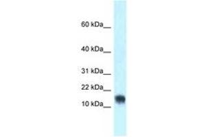 LYNX1 antibody  (AA 40-89)