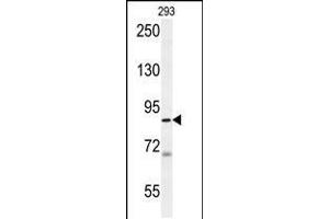 Image no. 1 for anti-WD Repeat Domain 48 (WDR48) (AA 603-630), (C-Term) antibody (ABIN5538309)