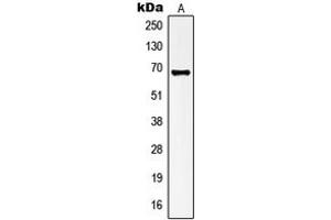 Image no. 1 for anti-Potassium Voltage-Gated Channel, Shaker-Related Subfamily, Member 3 (KCNA3) (Center) antibody (ABIN2706451)