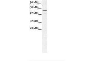Image no. 1 for anti-Early B-Cell Factor 3 (EBF3) (AA 421-470) antibody (ABIN202750)