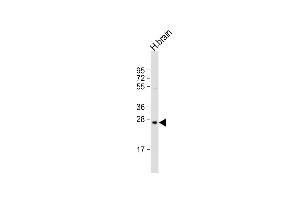 PRSS33 antibody  (AA 105-128)