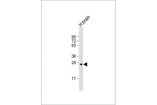 PRSS33 抗体  (AA 105-128)