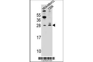 Image no. 1 for anti-Interferon, alpha-Inducible Protein 6 (IFI6) (AA 5-34) antibody (ABIN656889)