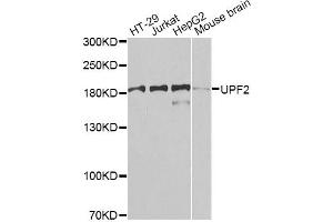 Image no. 2 for anti-UPF2 Regulator of Nonsense Transcripts 2 (UPF2) antibody (ABIN6570914)