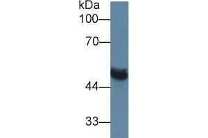 Image no. 2 for anti-Matrix Metallopeptidase 13 (Collagenase 3) (MMP13) (AA 62-217) antibody (ABIN1172288)