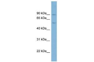 Image no. 1 for anti-Plasminogen (PLG) (Middle Region) antibody (ABIN633957)