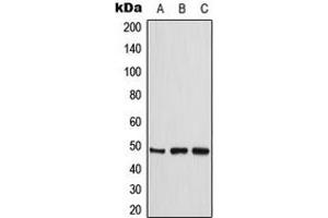 Image no. 3 for anti-Creatine Kinase, Mitochondrial 2 (Sarcomeric) (CKMT2) (Center) antibody (ABIN2705889)