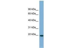Image no. 1 for anti-Fibronectin Type III Domain Containing 4 (FNDC4) (AA 71-120) antibody (ABIN6742082)