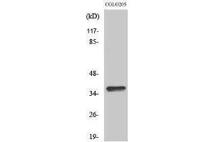 Image no. 1 for anti-Olfactory Receptor, Family 4, Subfamily A, Member 15 (OR4A15) (C-Term) antibody (ABIN3186083)