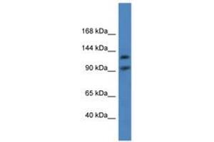 Image no. 1 for anti-Lon Peptidase 2, Peroxisomal (LONP2) (AA 570-619) antibody (ABIN6746869)