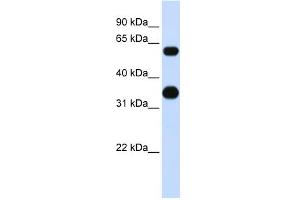 Image no. 1 for anti-CCAAT/enhancer Binding Protein (C/EBP), alpha (CEBPA) (Middle Region) antibody (ABIN2787465)