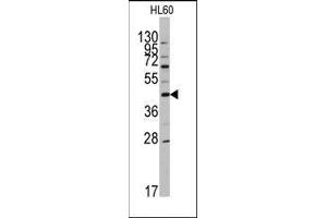 Image no. 2 for anti-Apolipoprotein A-V (APOA5) (N-Term) antibody (ABIN359571)