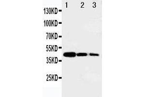 Image no. 5 for anti-V-Myb Myeloblastosis Viral Oncogene Homolog (Avian)-Like 2 (MYBL2) (AA 1-17), (N-Term) antibody (ABIN3044010)