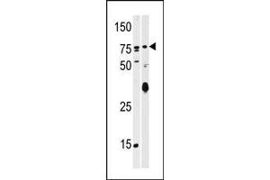 Image no. 1 for anti-SCY1-Like 2 (SCYL2) (AA 643-672), (C-Term) antibody (ABIN391013)