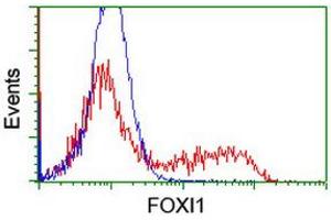 Image no. 3 for anti-Forkhead Box I1 (FOXI1) (AA 111-350) antibody (ABIN1490839)
