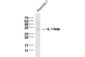 Image no. 5 for anti-Interleukin 1, beta (IL1B) (AA 101-200) antibody (ABIN728503)