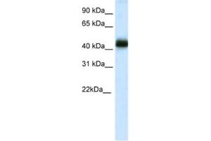 Image no. 1 for anti-NK2 Homeobox 4 (NKX2-4) antibody (ABIN2461504)