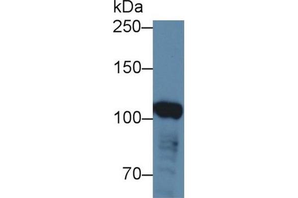 ABCF1 antibody  (AA 625-845)