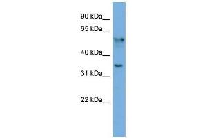 Image no. 1 for anti-Fibronectin Type III Domain Containing 8 (FNDC8) (N-Term) antibody (ABIN928921)