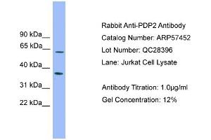 Image no. 1 for anti-Pyruvate Dehyrogenase Phosphatase Catalytic Subunit 2 (PDP2) (Middle Region) antibody (ABIN2787232)