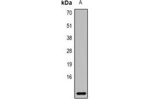 Image no. 3 for anti-S100 Calcium Binding Protein A8 (S100A8) antibody (ABIN3198208)