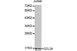 Image no. 1 for anti-Chemokine (C-C Motif) Ligand 24 (CCL24) antibody (ABIN3016455)
