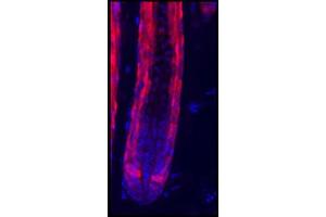 Image no. 2 for anti-Red Fluorescent Protein (RFP) antibody (ABIN129578)