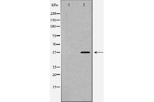 Image no. 1 for anti-Protein Phosphatase 1, Catalytic Subunit, alpha Isoform (PPP1CA) (C-Term) antibody (ABIN6264379)