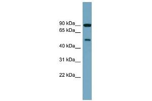 Image no. 1 for anti-Phosphatidylinositol 4-Kinase Type 2 beta (PI4K2B) (Middle Region) antibody (ABIN632063)