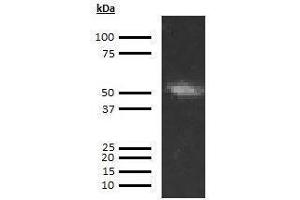 Image no. 1 for anti-Coagulation Factor IX (F9) antibody (Biotin) (ABIN613077)