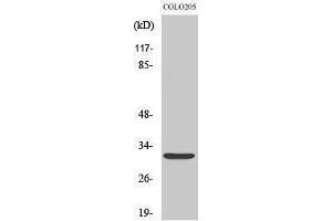 Image no. 1 for anti-Neurexophilin 4 (NXPH4) (C-Term) antibody (ABIN3185843)