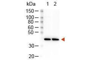 Image no. 2 for Goat anti-Rabbit IgG (Heavy & Light Chain) antibody (HRP) (ABIN101990)