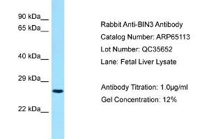 Image no. 1 for anti-Bridging Integrator 3 (BIN3) (C-Term) antibody (ABIN2790047)
