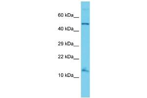 Image no. 1 for anti-Anaphase Promoting Complex Subunit 15 (ANAPC15) (N-Term) antibody (ABIN2790945)