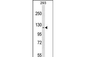 CCD Antibody (N-term) (ABIN1539089 and ABIN2849824) western blot analysis in 293 cell line lysates (35 μg/lane).