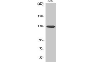 Western Blot analysis of A549 cells with Phospho-JAK1 (Tyr1022) Polyclonal Antibody at dilution of 1:500