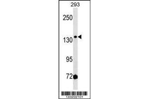 Image no. 1 for anti-HMG Box Domain Containing 3 (HMGXB3) (AA 879-908) antibody (ABIN1538547)