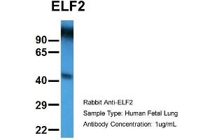 Image no. 2 for anti-E74-Like Factor 2 (Ets Domain Transcription Factor) (ELF2) (N-Term) antibody (ABIN2777387)