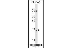 Image no. 1 for anti-NOTCH-Regulated Ankyrin Repeat Protein (NRARP) (AA 56-83) antibody (ABIN657561)