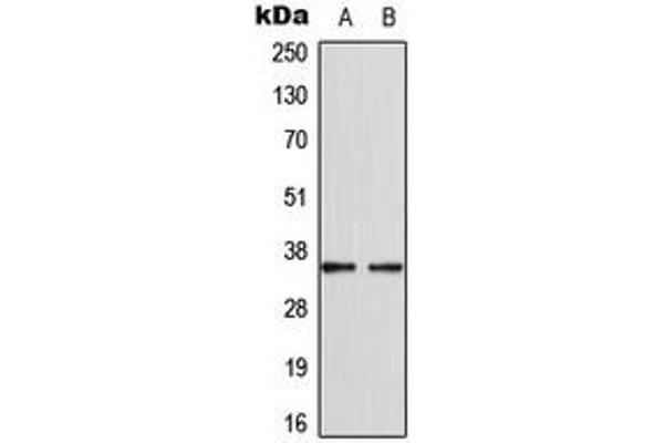 anti-Cyclin-Dependent Kinase-Like 4 (CDKL4) (C-Term) antibody